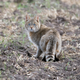 A Chinese mountain cat.